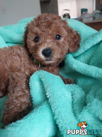 Toy Poodle x Bichon Puppies for sale