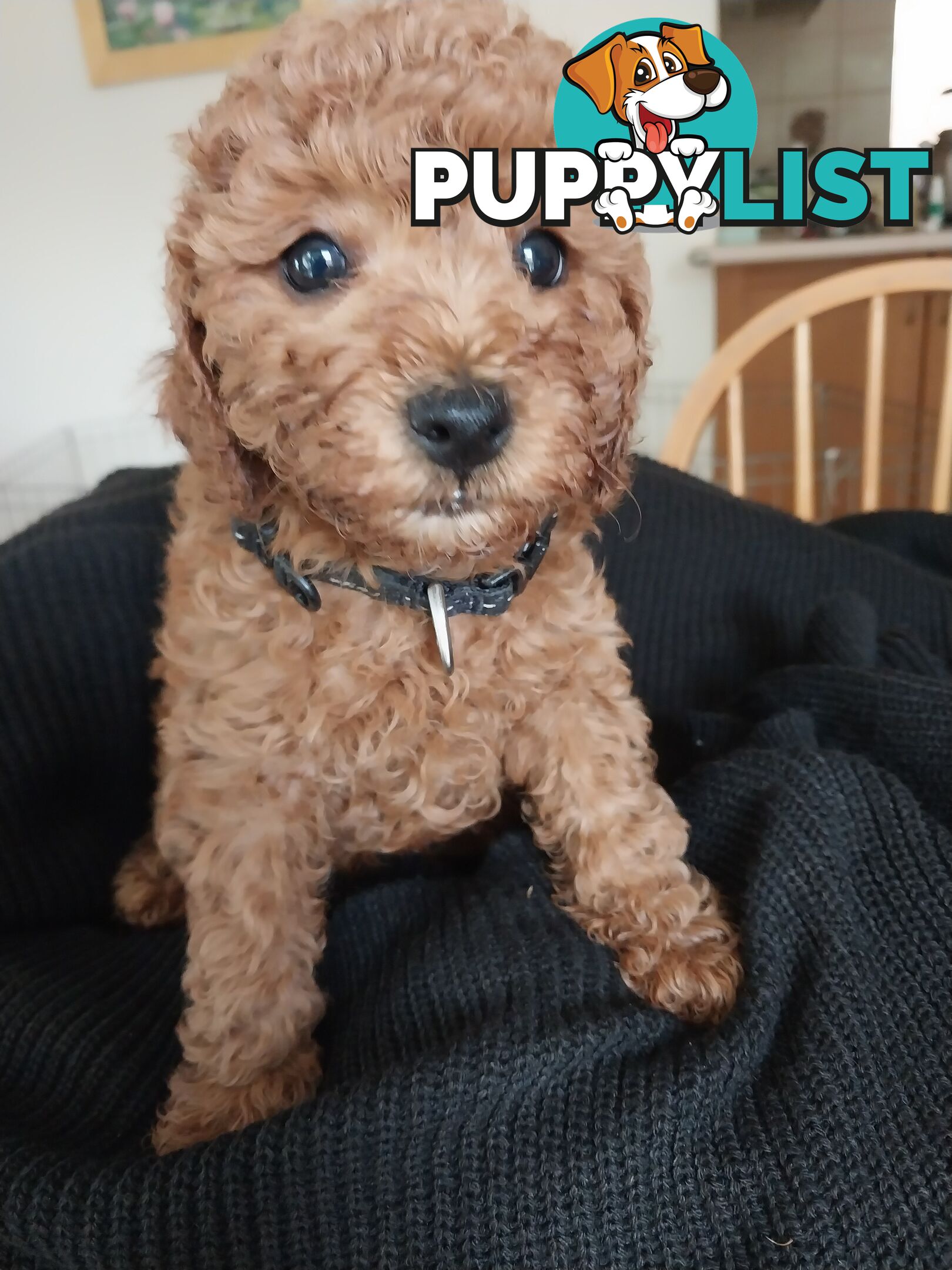 Toy Poodle x Bichon Puppies for sale