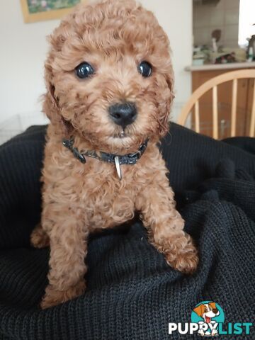 Toy Poodle x Bichon Puppies for sale