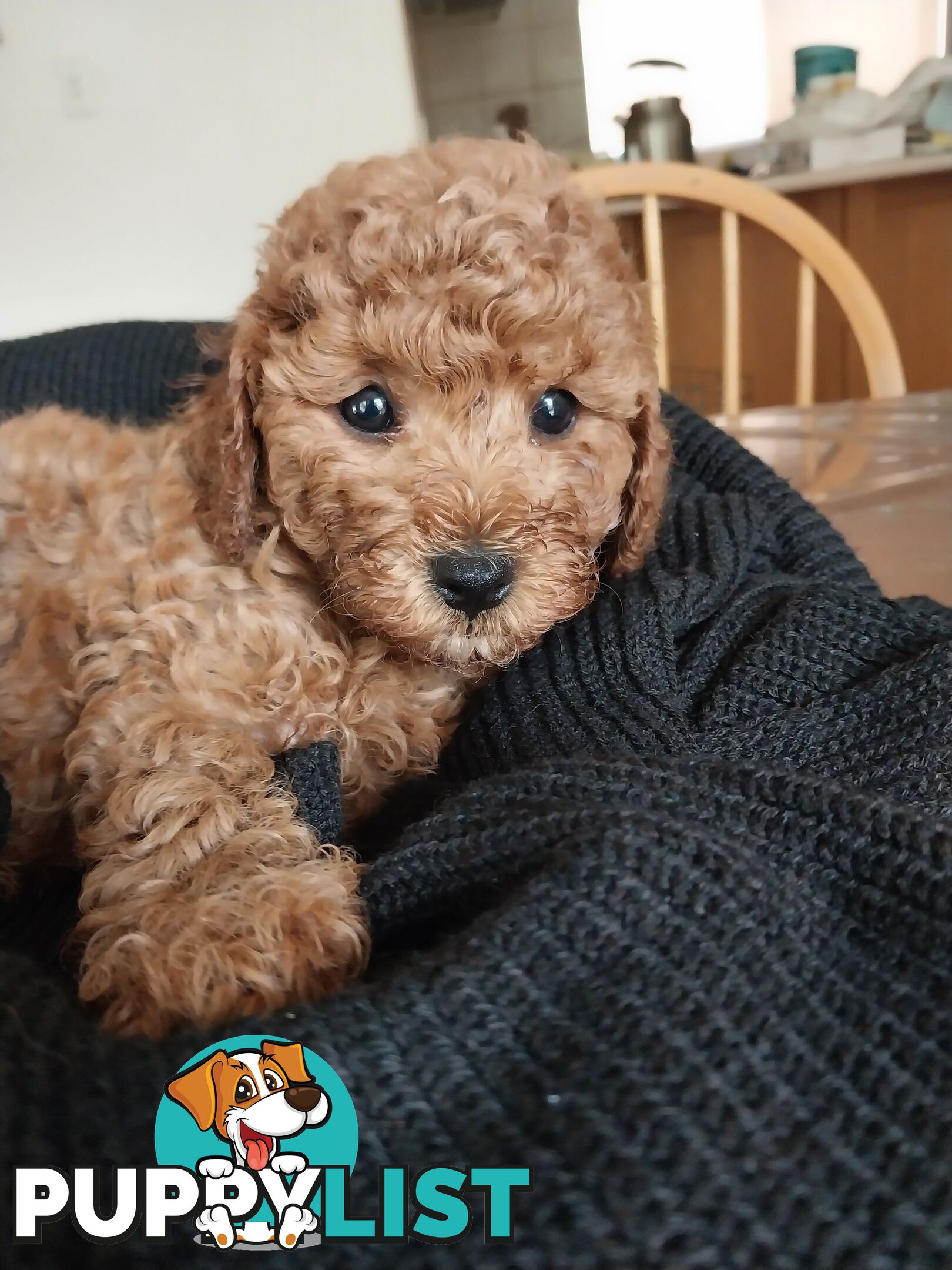 Toy Poodle x Bichon Puppies for sale