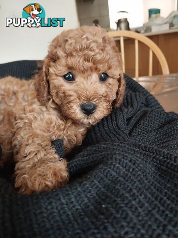 Toy Poodle x Bichon Puppies for sale