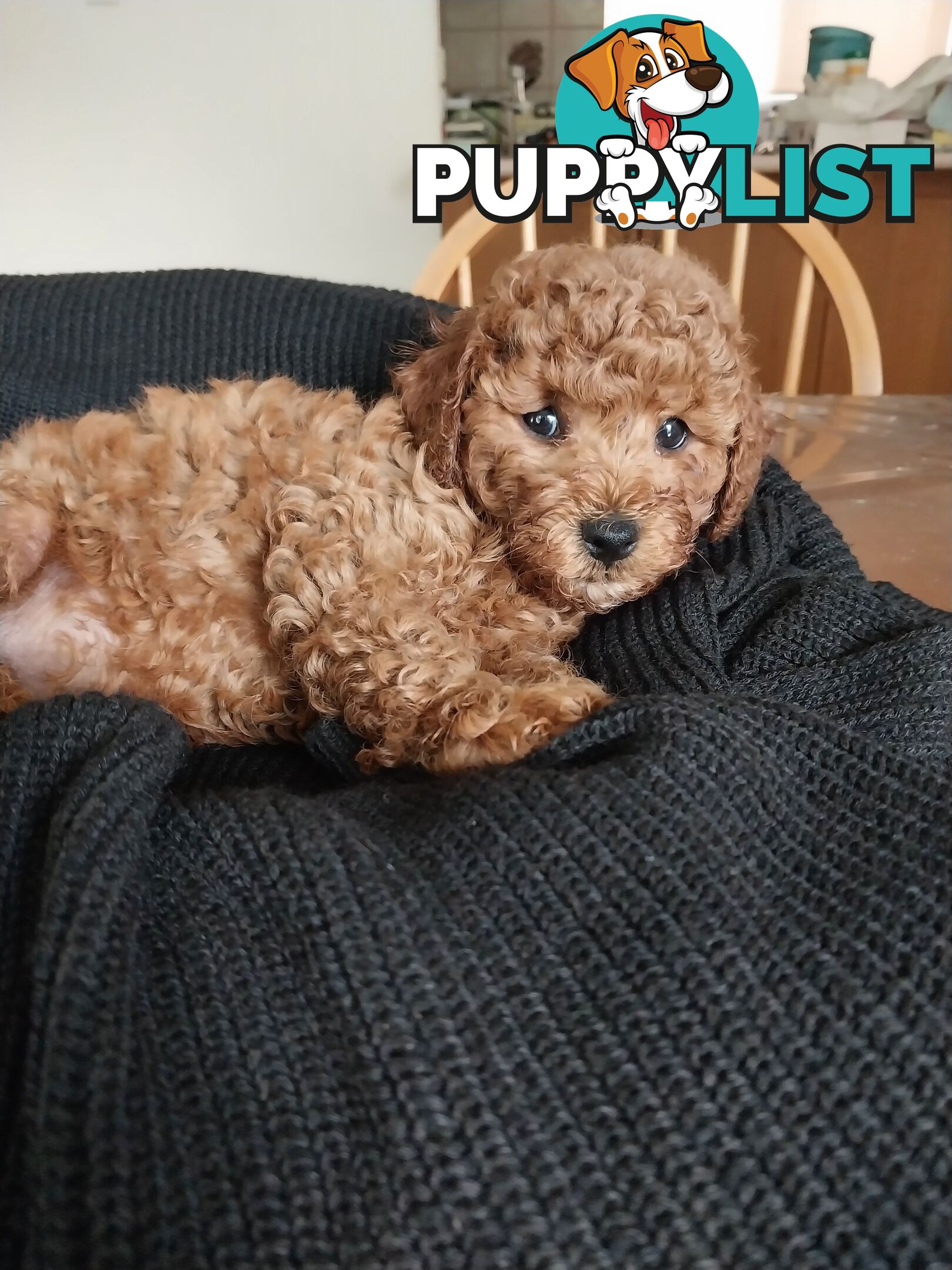 Toy Poodle x Bichon Puppies for sale