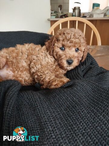 Toy Poodle x Bichon Puppies for sale