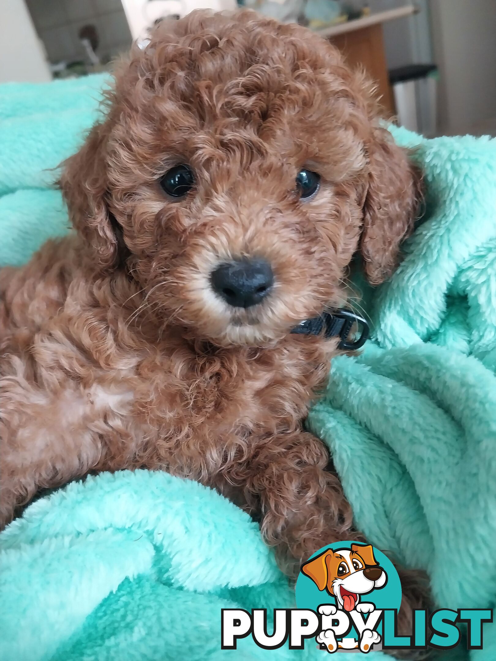 Toy Poodle x Bichon Puppies for sale