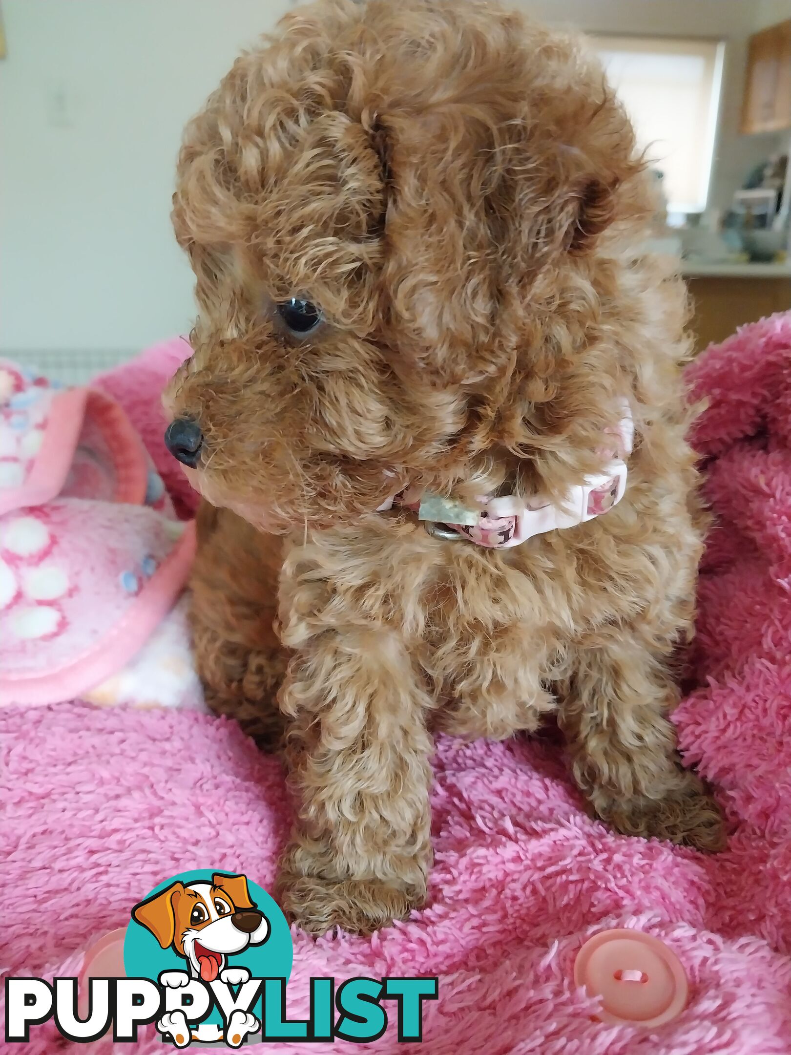 Toy Poodle x Bichon Puppies for sale