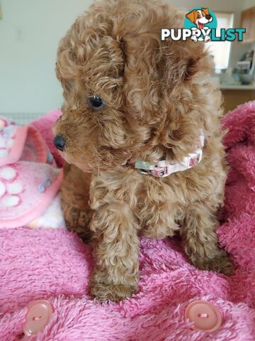 Toy Poodle x Bichon Puppies for sale