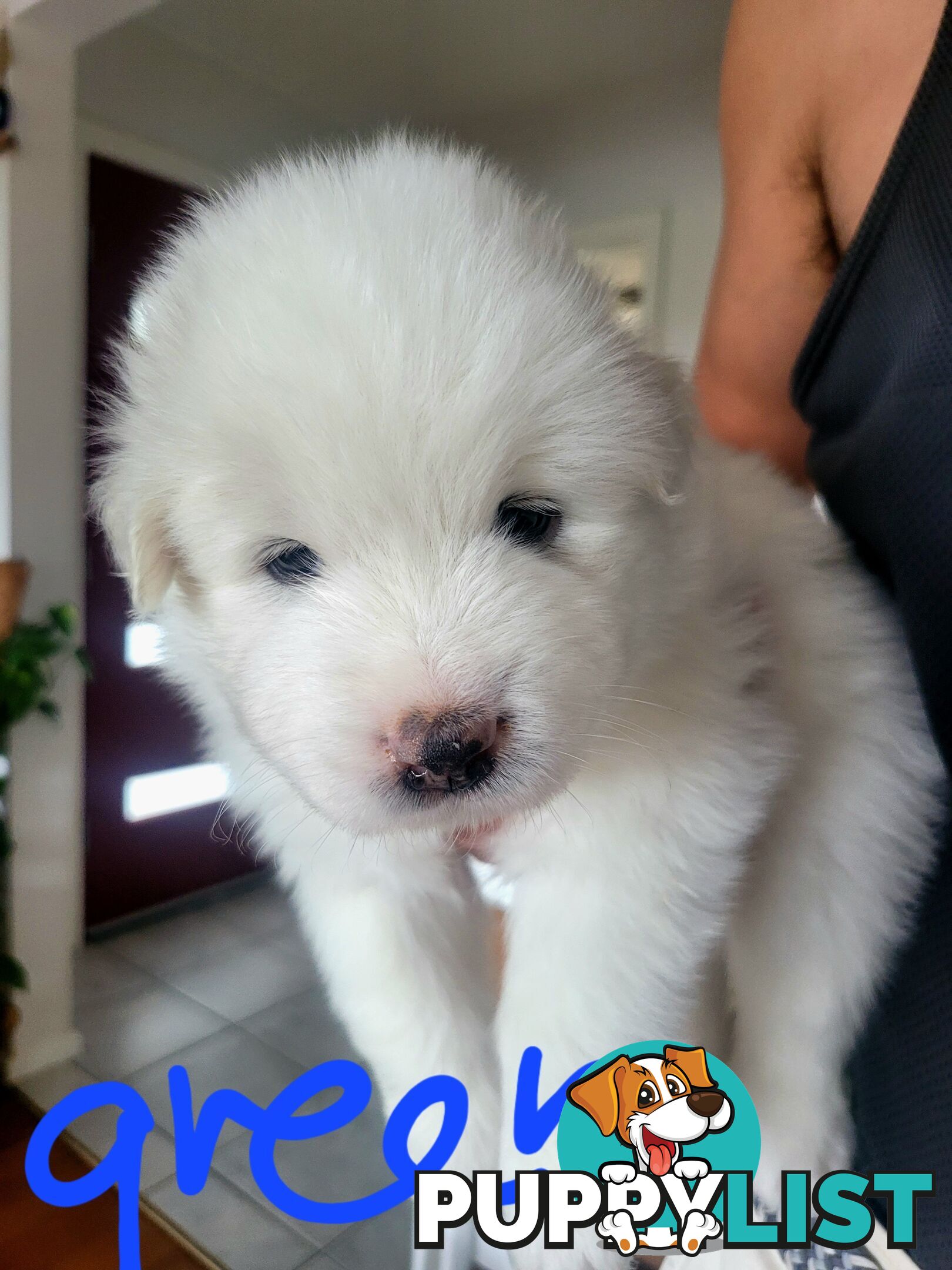 Beautiful samoyed puppies - 3 boys and 1 girl!