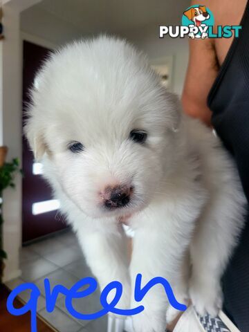 Beautiful samoyed puppies - 3 boys and 1 girl!