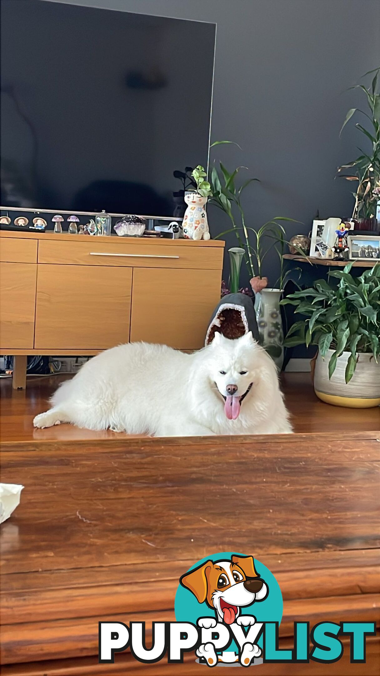 Beautiful samoyed puppies - 3 boys and 1 girl!