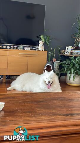 Beautiful samoyed puppies - 3 boys and 1 girl!