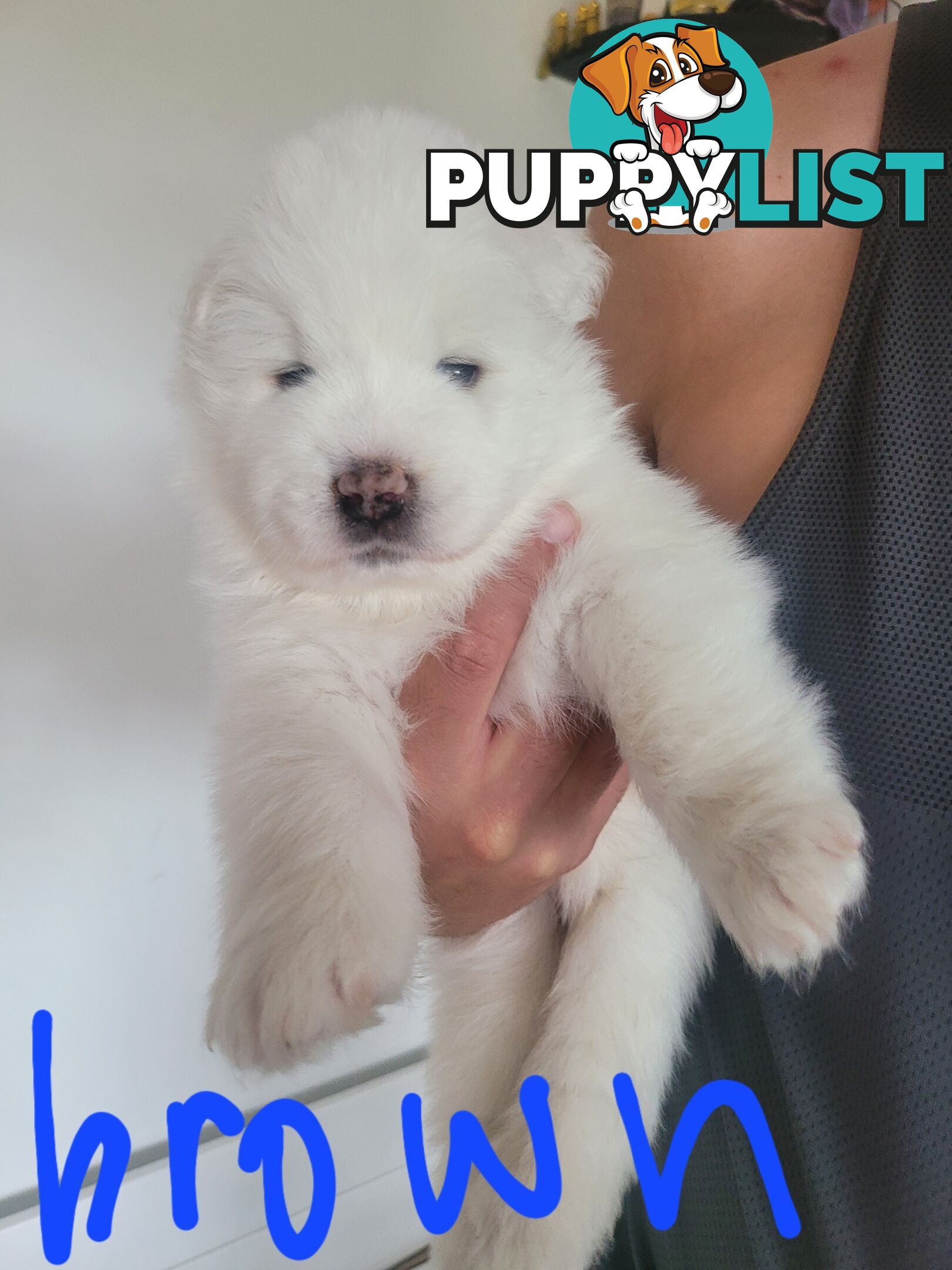 Beautiful samoyed puppies - 3 boys and 1 girl!