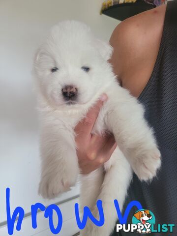 Beautiful samoyed puppies - 3 boys and 1 girl!