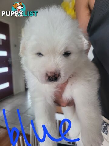 Beautiful samoyed puppies - 3 boys and 1 girl!