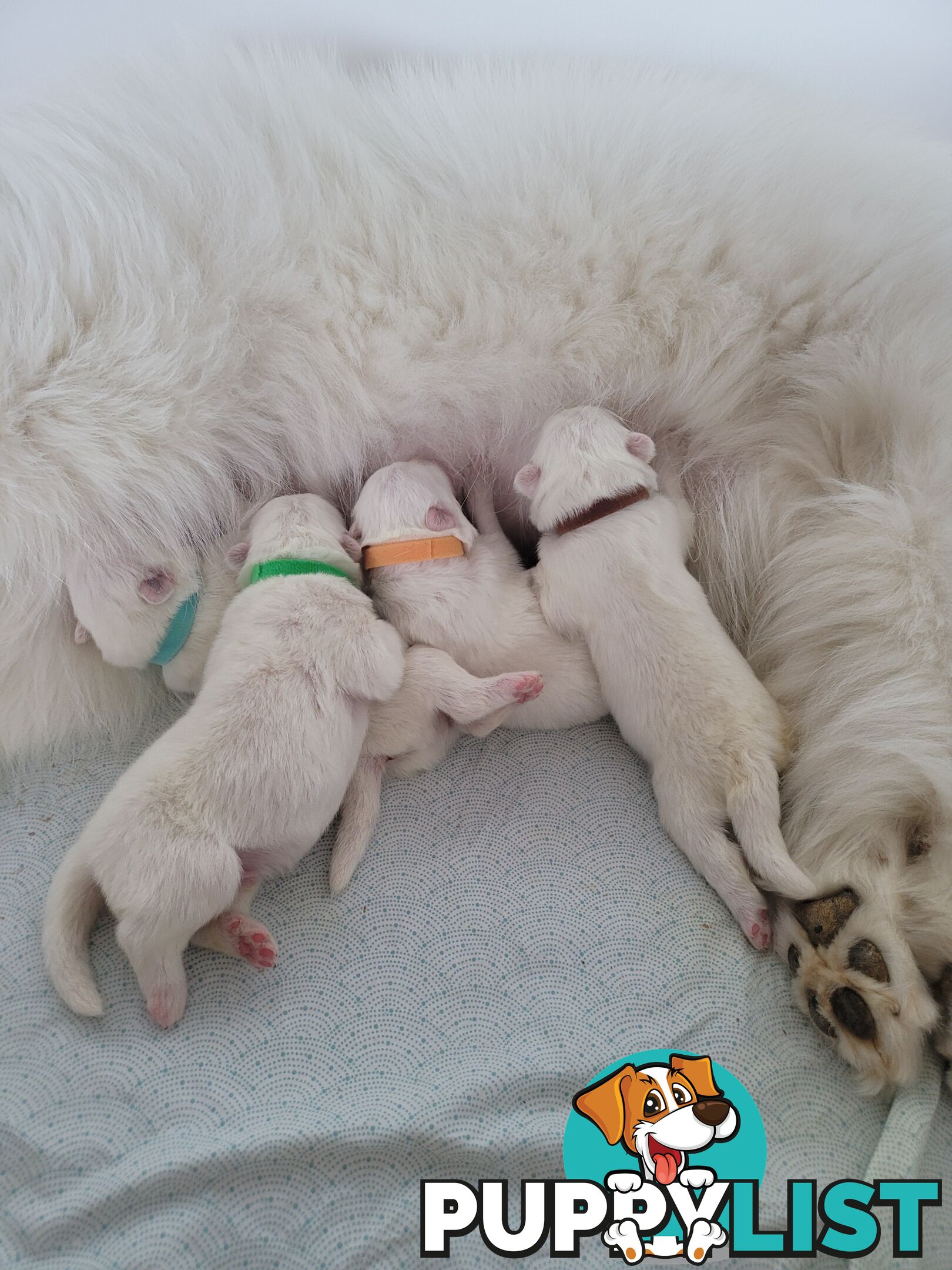 Beautiful samoyed puppies - 3 boys and 1 girl!