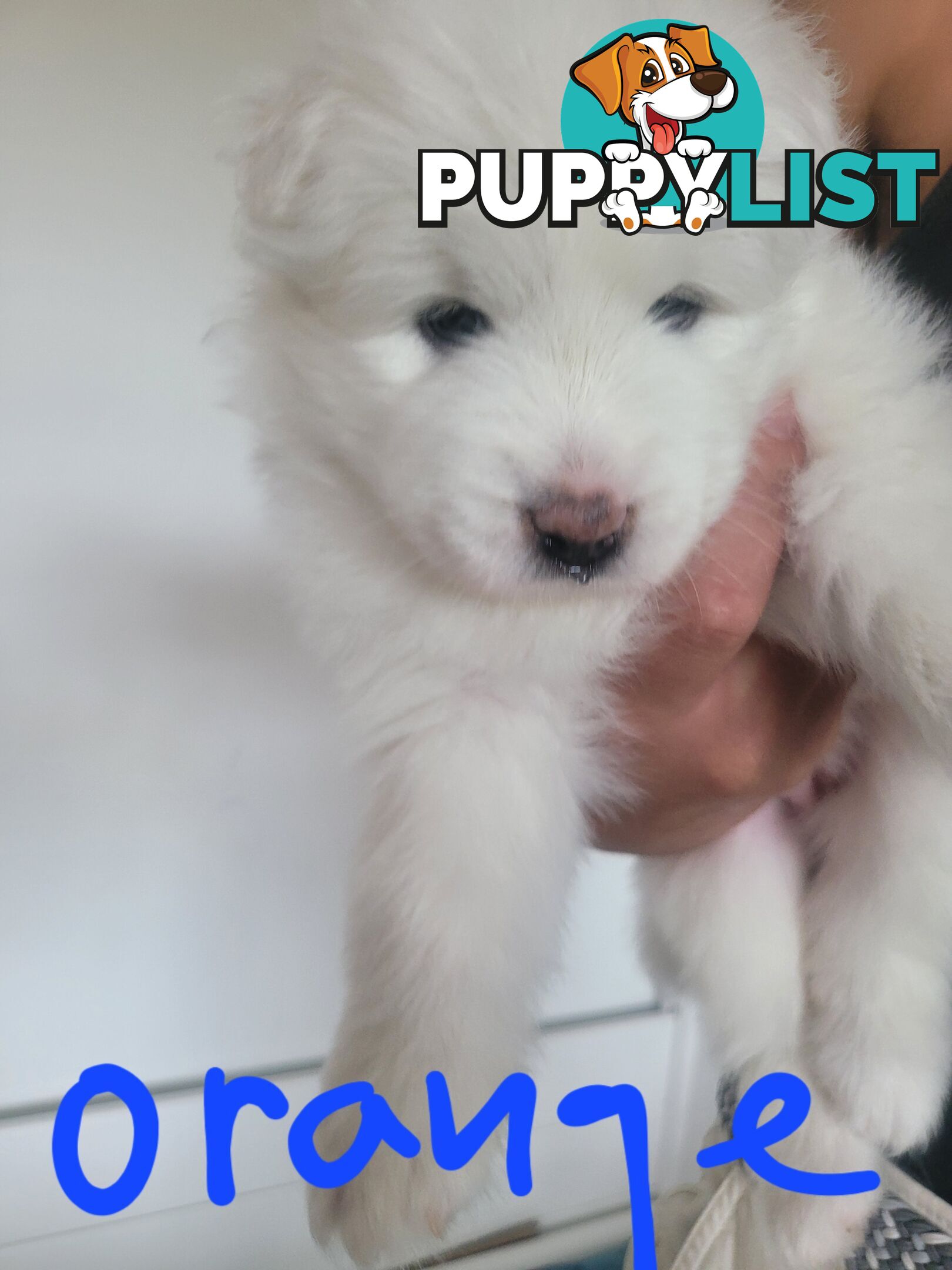 Beautiful samoyed puppies - 3 boys and 1 girl!