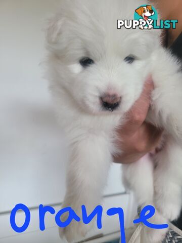 Beautiful samoyed puppies - 3 boys and 1 girl!