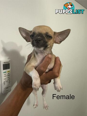 Chihuahuas Puppies