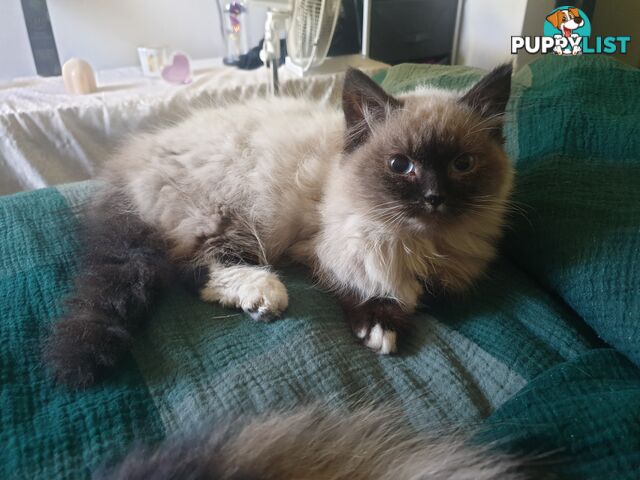 Male Ragdoll Kitten