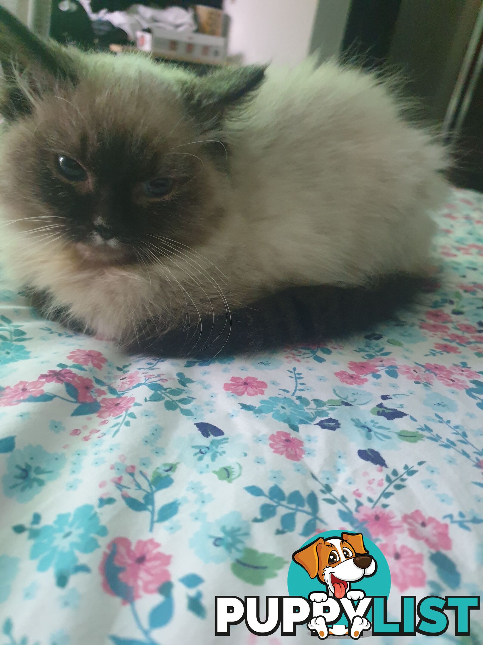 Male Ragdoll Kitten