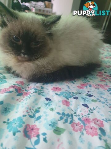 Male Ragdoll Kitten