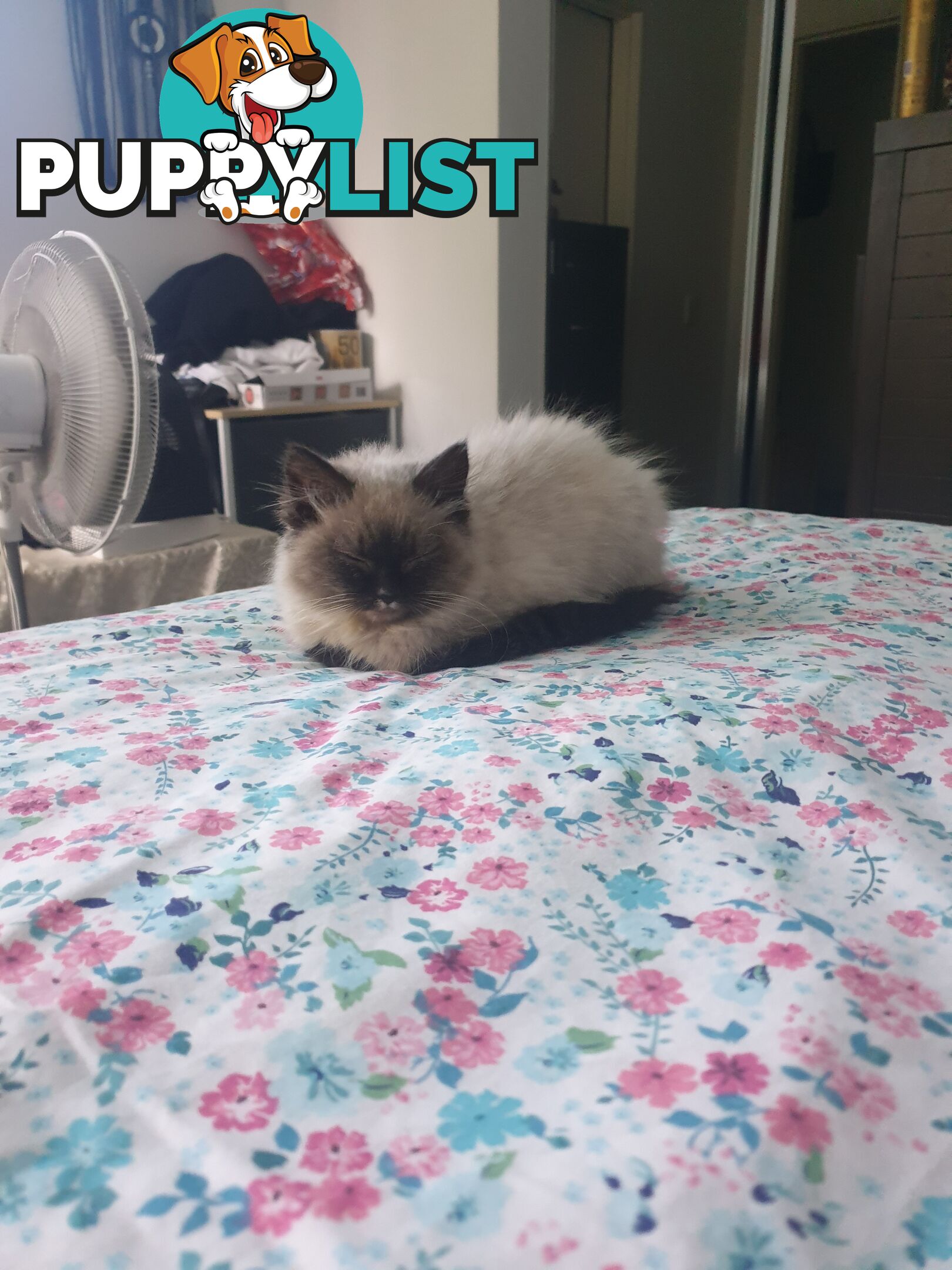 Male Ragdoll Kitten