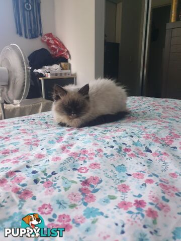 Male Ragdoll Kitten