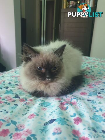 Male Ragdoll Kitten