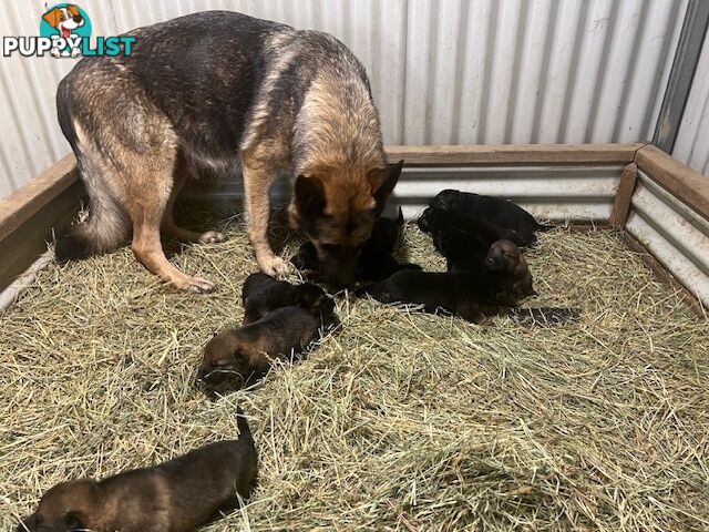 GERMAN SHEPHERD PURE BREED. BLACK&amp;TAN PLUS SABLE.