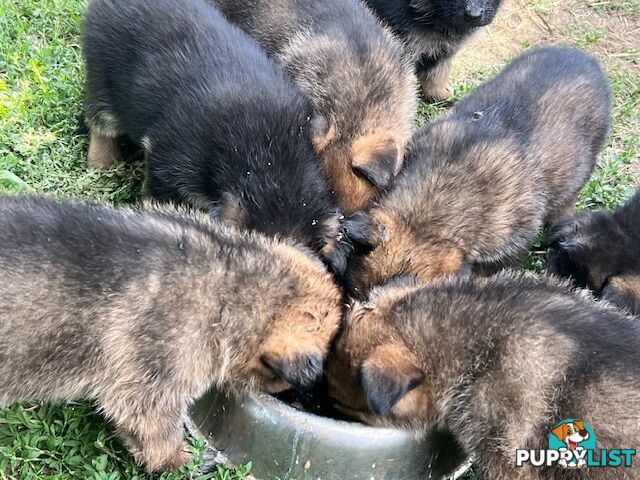 GERMAN SHEPHERD PURE BREED. BLACK&amp;TAN PLUS SABLE.