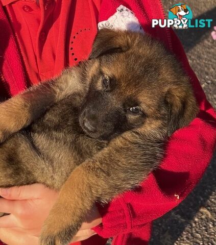 GERMAN SHEPHERD PURE BREED. BLACK&amp;TAN PLUS SABLE.