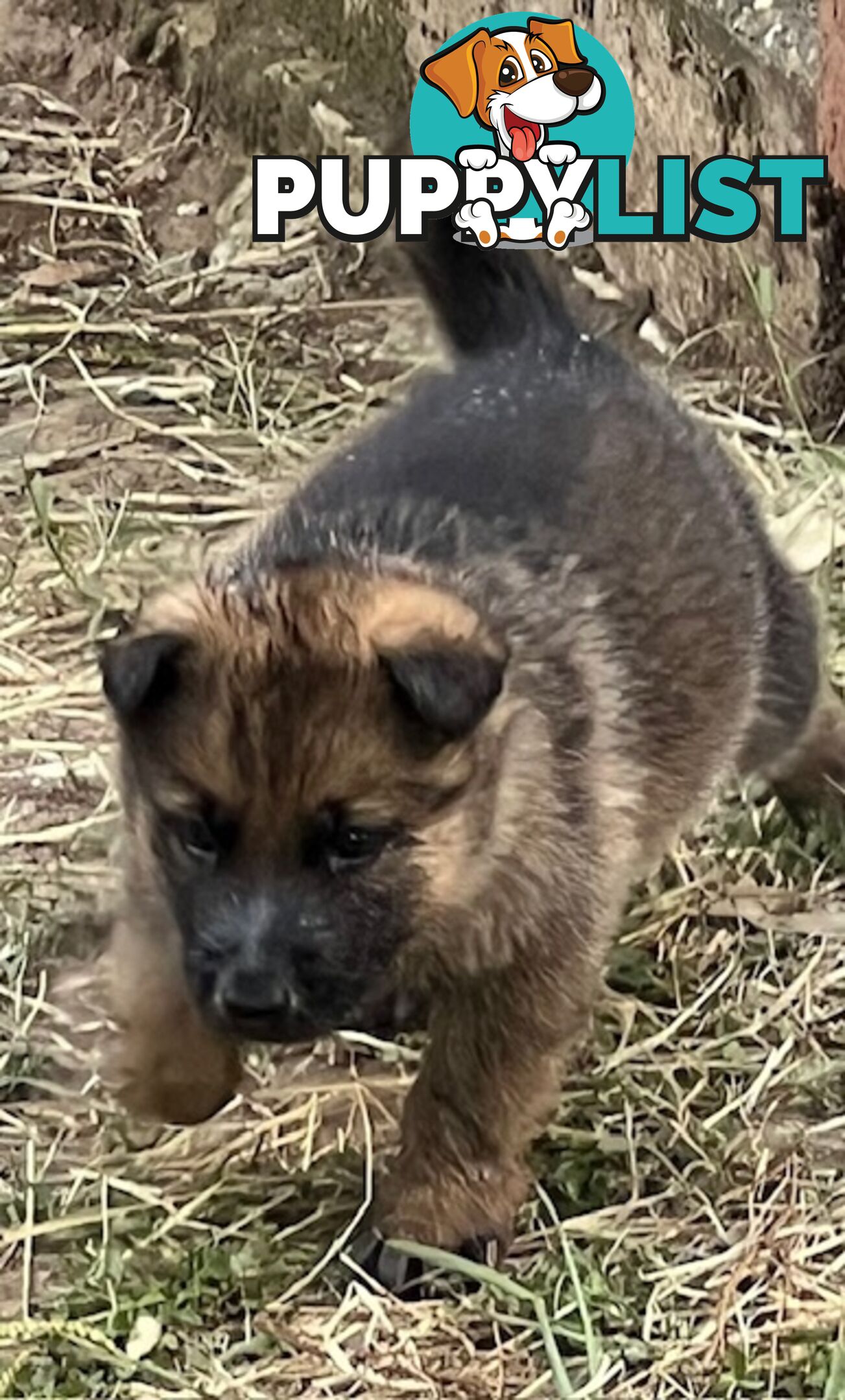 GERMAN SHEPHERD PURE BREED. BLACK&amp;TAN PLUS SABLE.