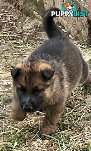 GERMAN SHEPHERD PURE BREED. BLACK&amp;TAN PLUS SABLE.