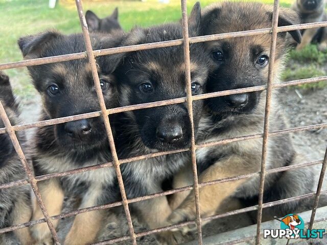 GERMAN SHEPHERD PURE BREED. BLACK&amp;TAN PLUS SABLE.