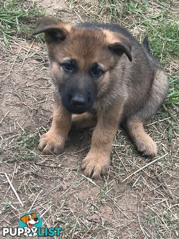 GERMAN SHEPHERD PURE BREED. BLACK&amp;TAN PLUS SABLE.