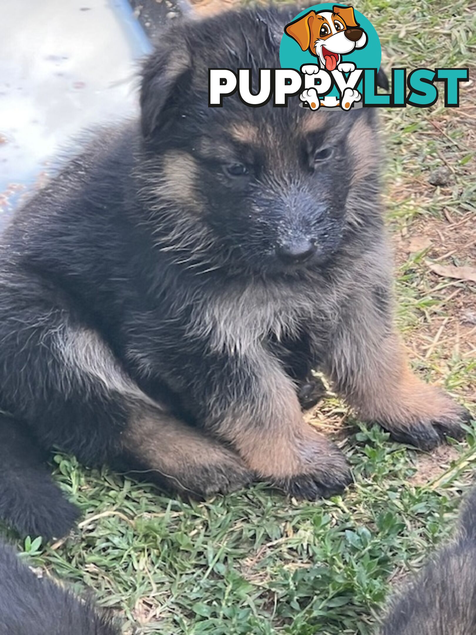 GERMAN SHEPHERD PURE BREED. BLACK&amp;TAN PLUS SABLE.