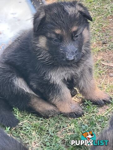 GERMAN SHEPHERD PURE BREED. BLACK&amp;TAN PLUS SABLE.