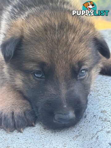 GERMAN SHEPHERD PURE BREED. BLACK&amp;TAN PLUS SABLE.