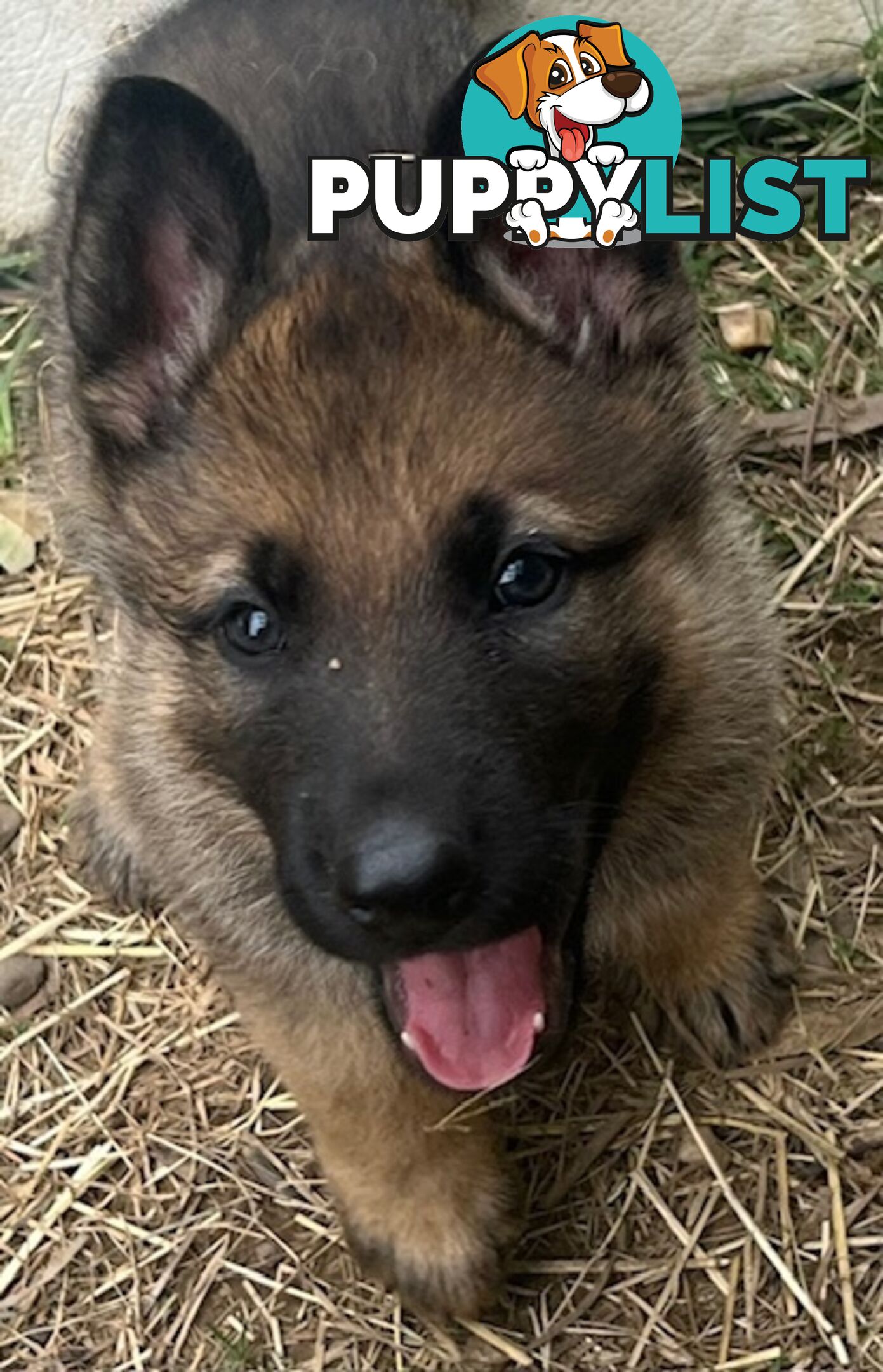 GERMAN SHEPHERD PURE BREED. BLACK&amp;TAN PLUS SABLE.