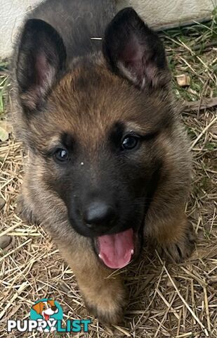 GERMAN SHEPHERD PURE BREED. BLACK&amp;TAN PLUS SABLE.