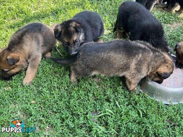 GERMAN SHEPHERD PURE BREED. BLACK&amp;TAN PLUS SABLE.