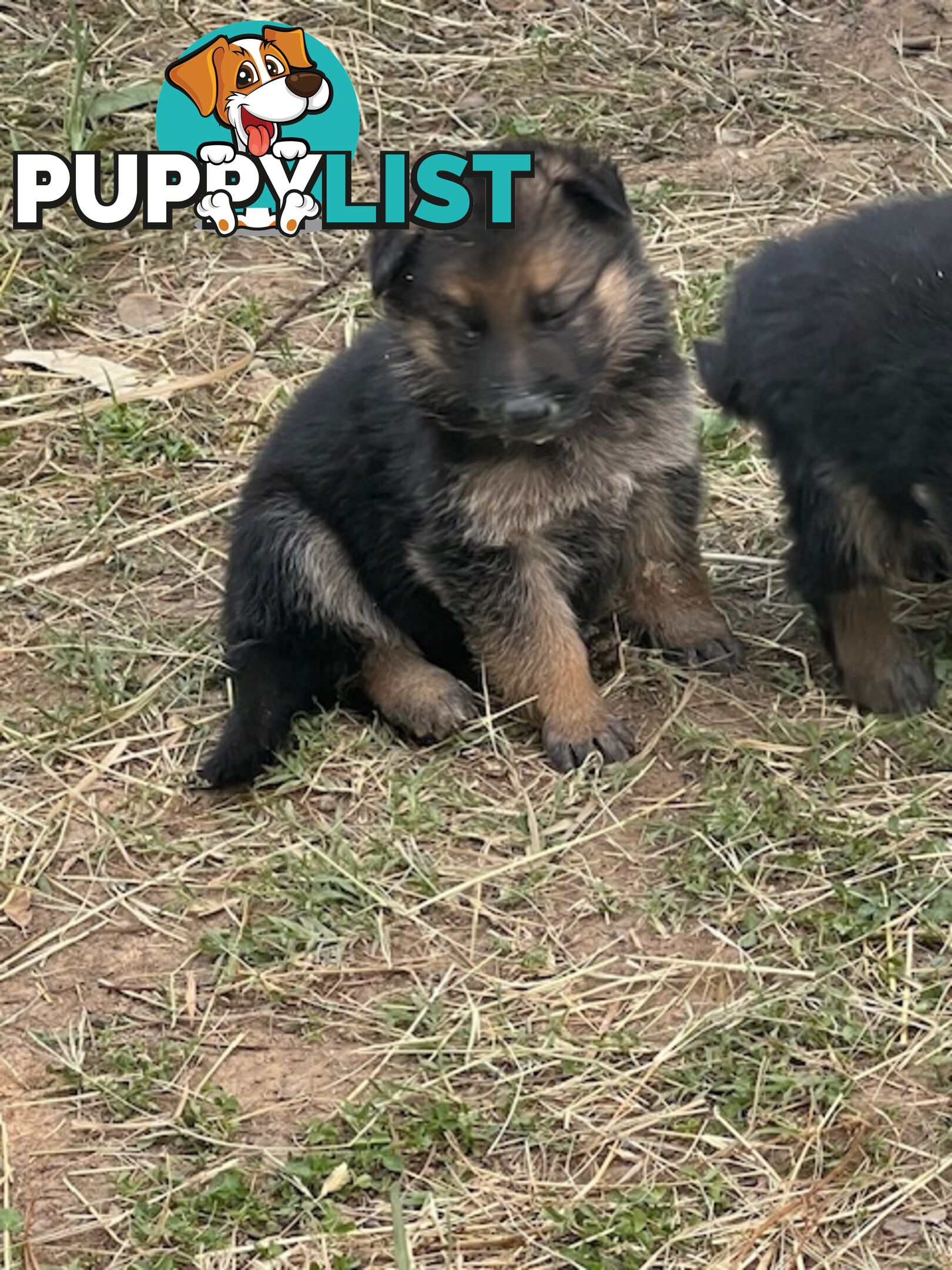 GERMAN SHEPHERD PURE BREED. BLACK&amp;TAN PLUS SABLE.