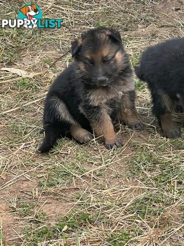 GERMAN SHEPHERD PURE BREED. BLACK&amp;TAN PLUS SABLE.