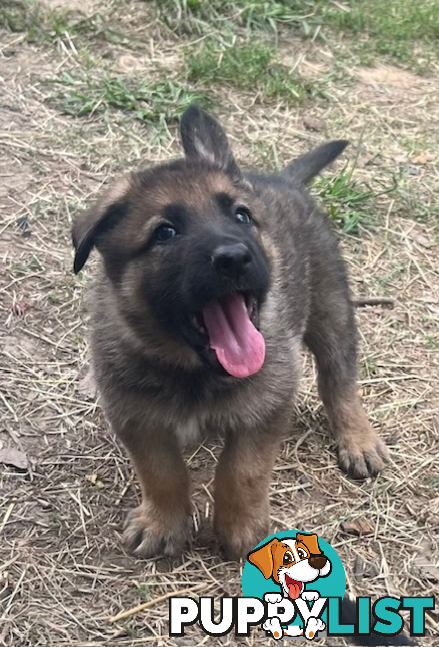 GERMAN SHEPHERD PURE BREED. BLACK&amp;TAN PLUS SABLE.