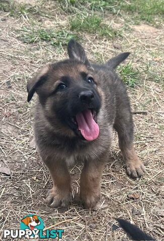 GERMAN SHEPHERD PURE BREED. BLACK&amp;TAN PLUS SABLE.