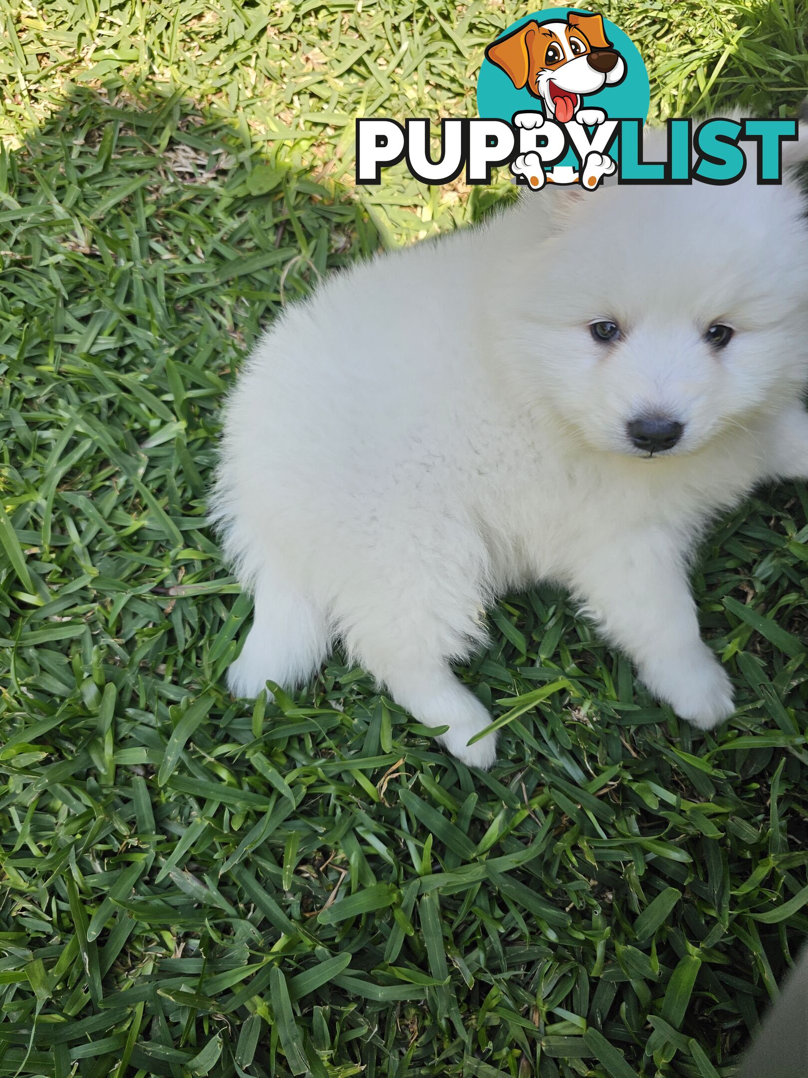 Japanese spitz puppies