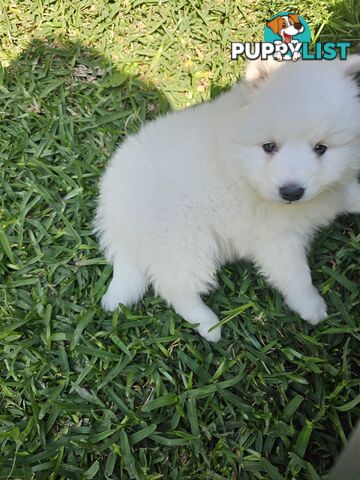 Japanese spitz puppies