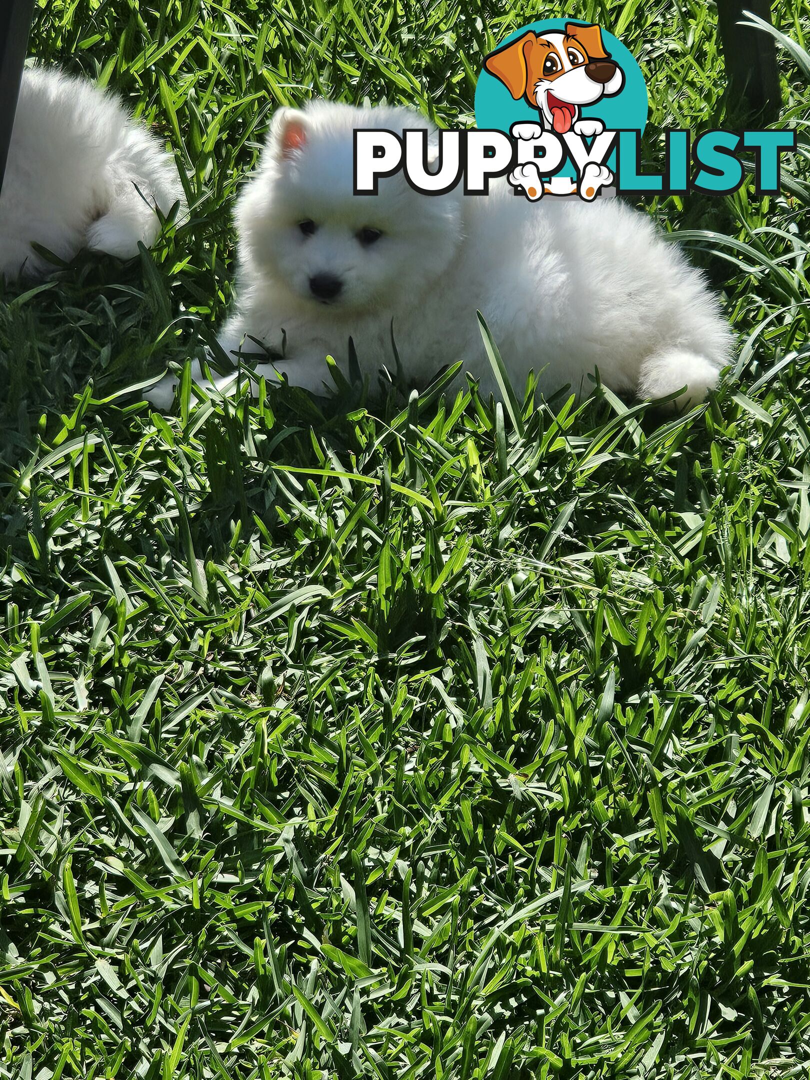 Japanese spitz puppies