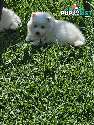 Japanese spitz puppies