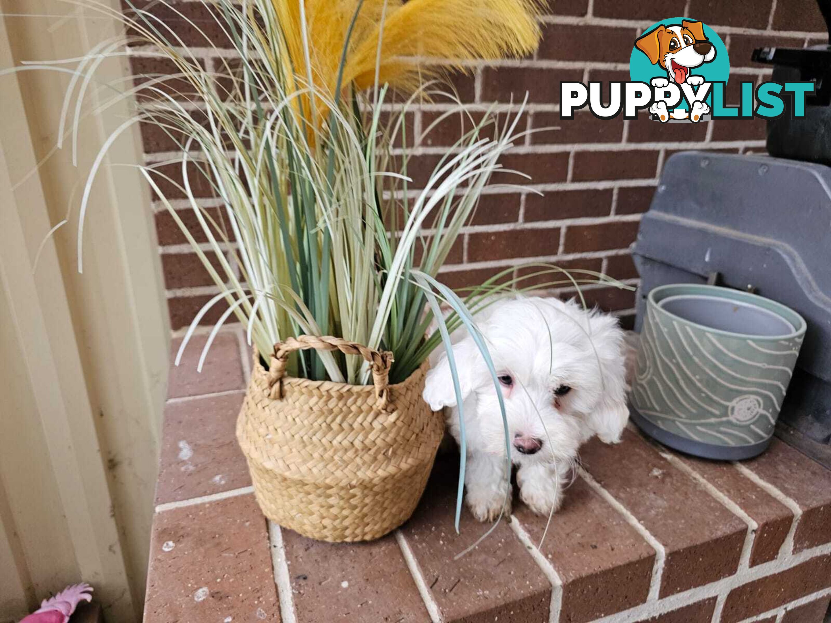 Moodle Puppy