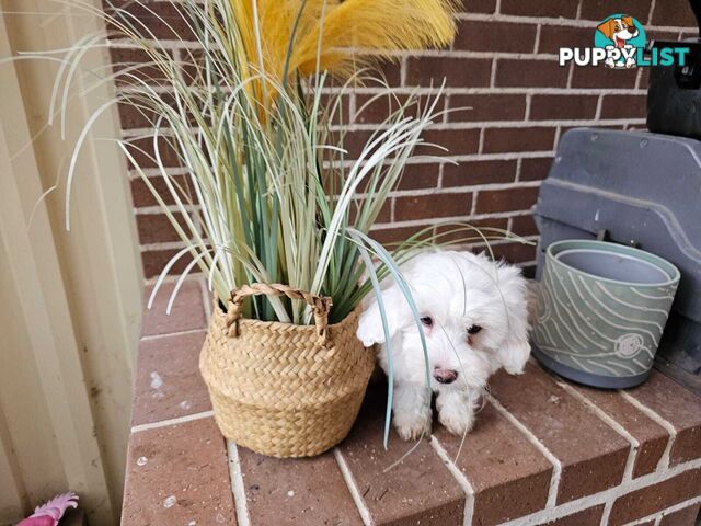 Moodle Puppy